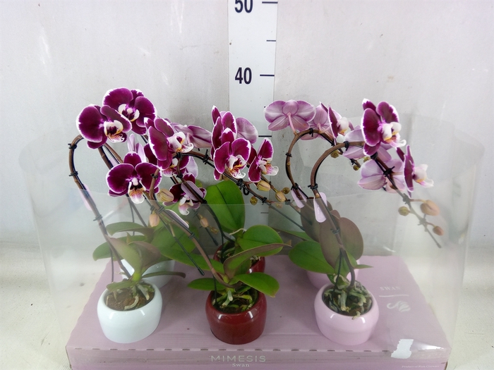<h4>Phalaenopsis   ...red</h4>