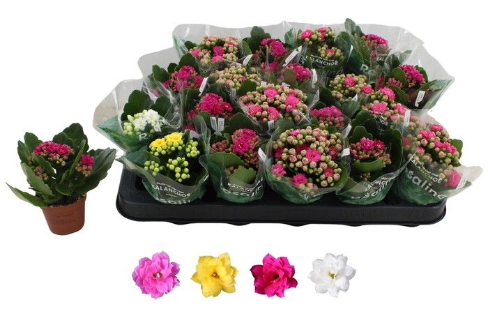 <h4>KAL GE RO GEM 4 KL</h4>