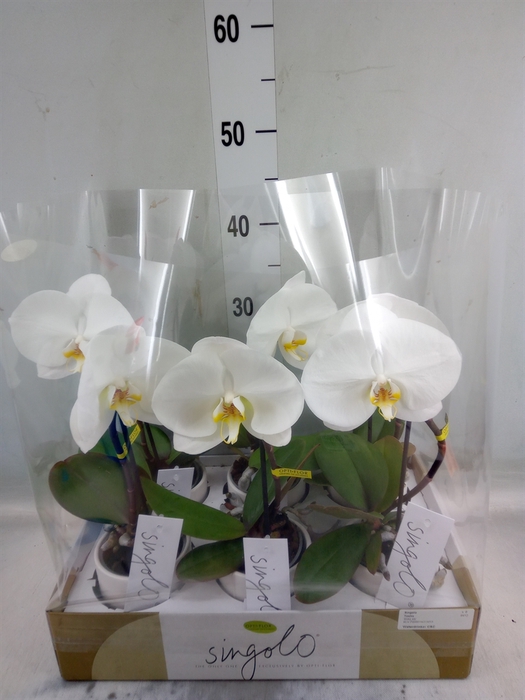 <h4>Phalaenopsis   ...white</h4>