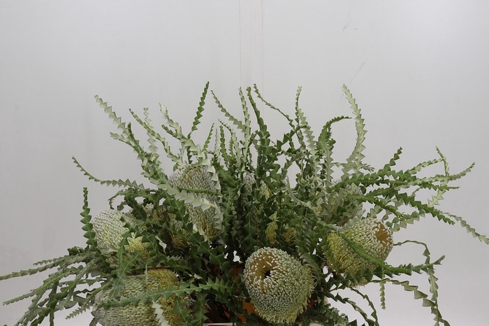 <h4>Banksia Speciosa</h4>