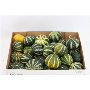 CUCURBITA PEPO