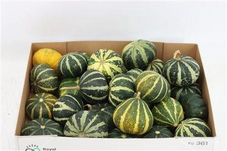 <h4>CUCURBITA PEPO</h4>