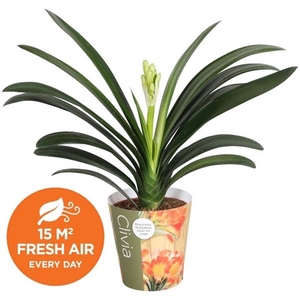 Clivia miniata met potcover