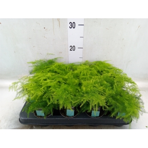 Asparagus setaceus