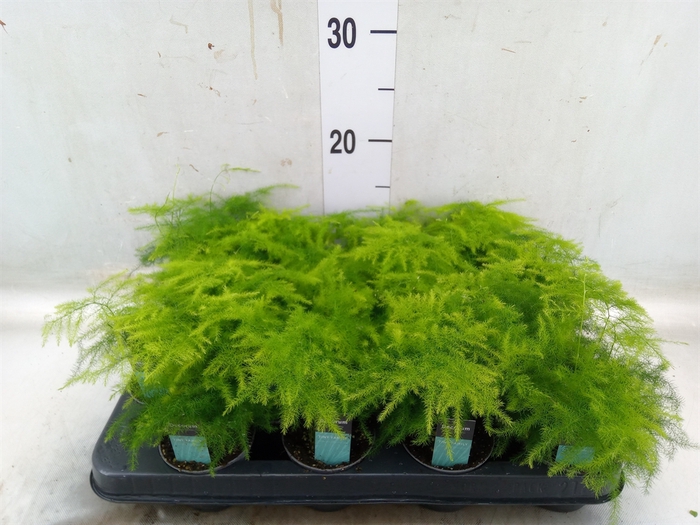 <h4>Asparagus setaceus</h4>