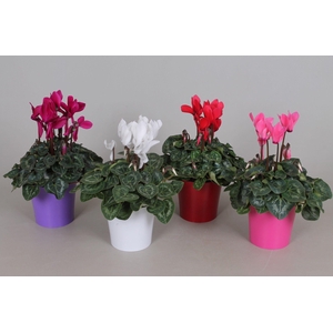 Cyclamen Super Serie Allure in diverse kleuren kunststof pot