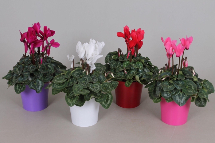 <h4>Cyclamen Super Serie Allure in diverse kleuren kunststof pot</h4>