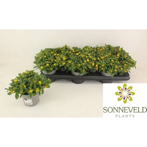 SANV PROCUMBENS