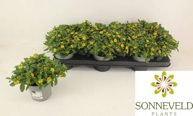<h4>SANV PROCUMBENS</h4>