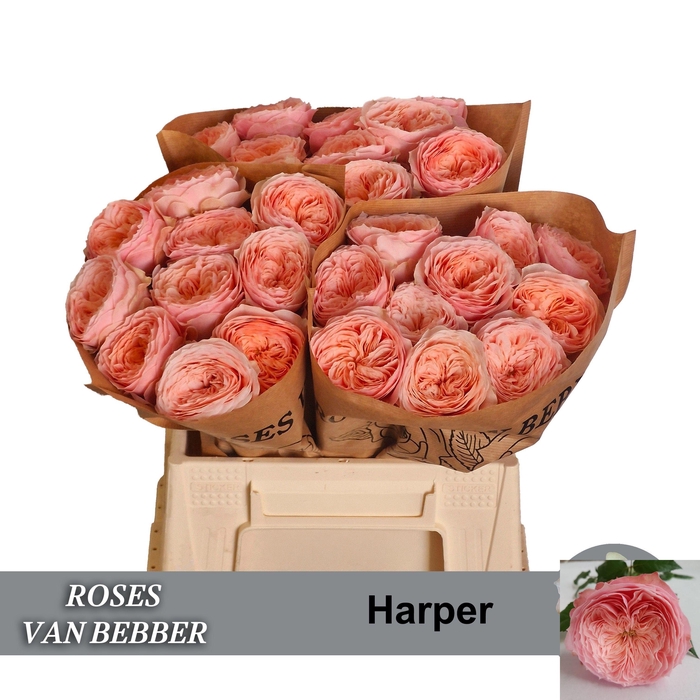 <h4>R GR HARPER!</h4>