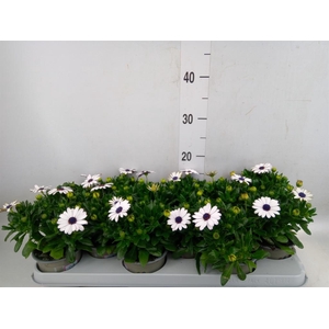 Osteospermum  'Margarita White'