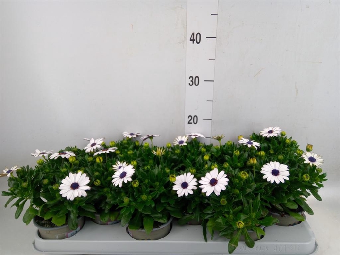 <h4>Osteospermum 'Margarita White'</h4>