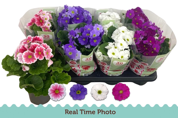 <h4>PRIM OB TM GEM</h4>