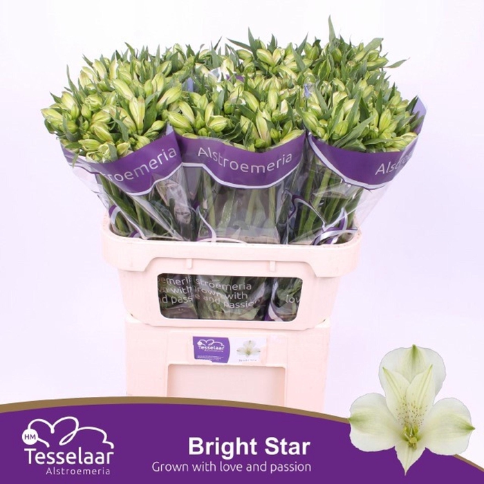 <h4>Alstr Bright Star</h4>