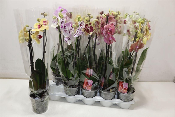 <h4>arr8 Phal Gem Kort</h4>