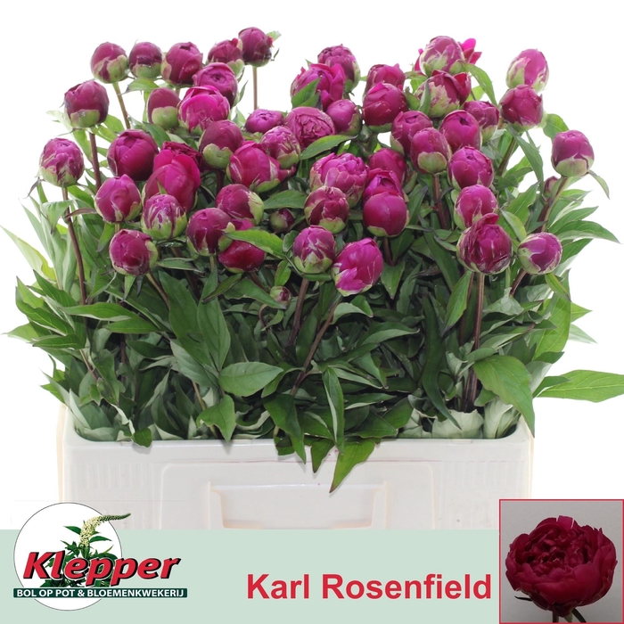 <h4>PAEO L KARL ROSENF</h4>