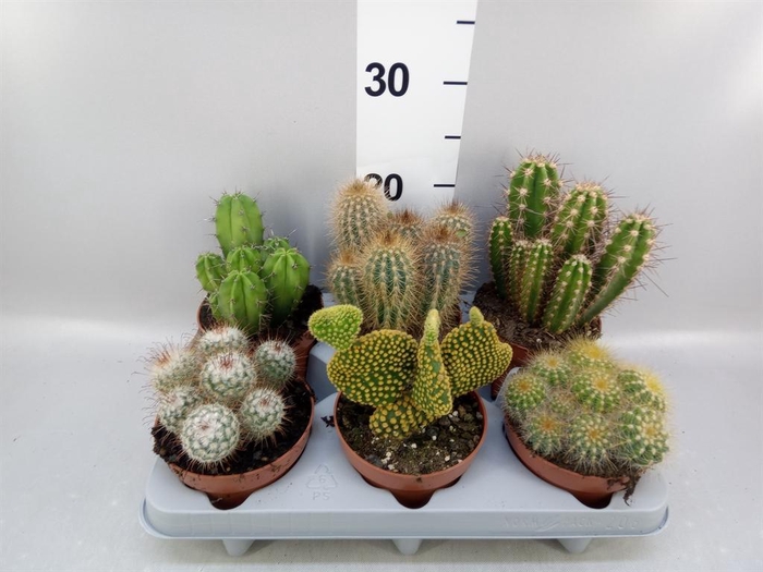 <h4>Cactus   ...mix</h4>