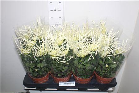 <h4>Chrys Firewo Cream</h4>