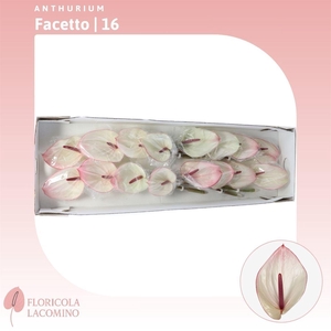 Anthurium Facetto