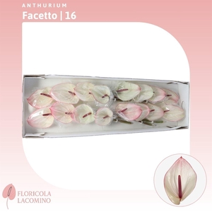 Anthurium Facetto
