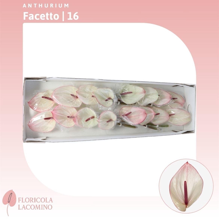 <h4>Anthurium Facetto</h4>