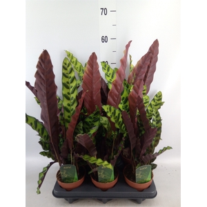 Calathea lancifolia