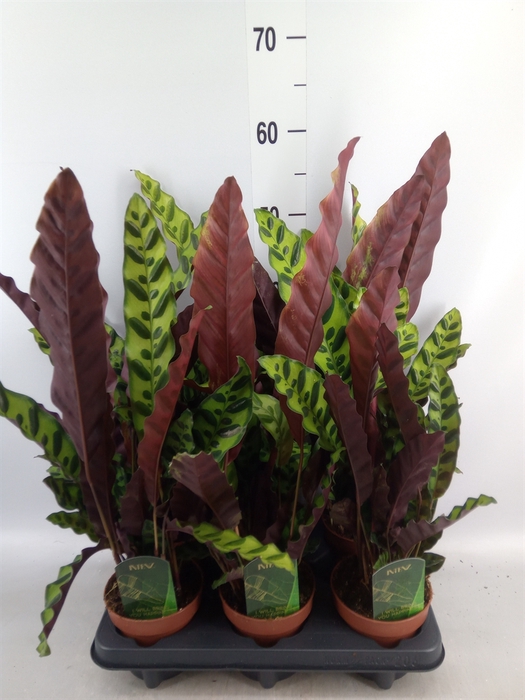 <h4>Calathea lancifolia</h4>