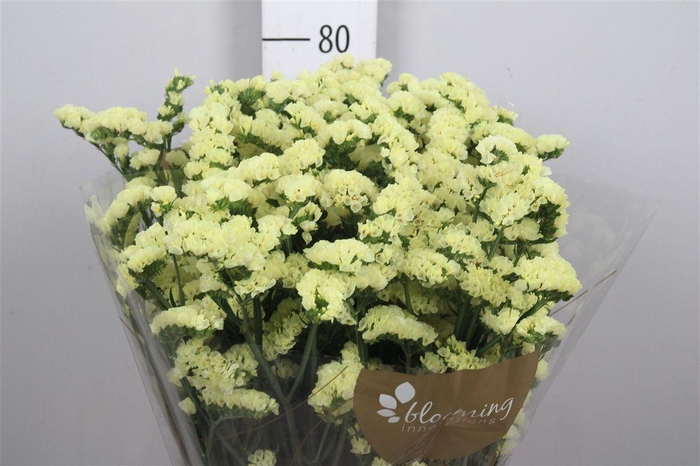 <h4>Lim S Glossy Wings</h4>