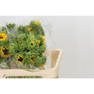 Helianthus Orange Fire