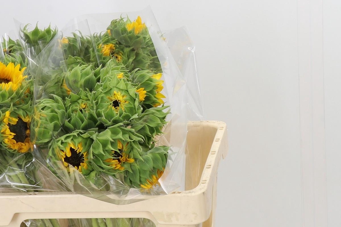 <h4>Helianthus Orange Fire</h4>