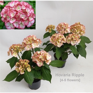 Hydrangea Hovaria Ripple
