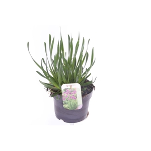 Allium millenium