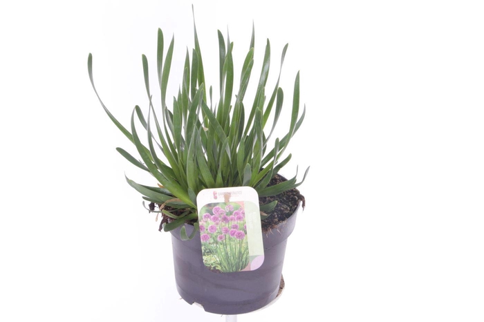 <h4>Allium millenium</h4>