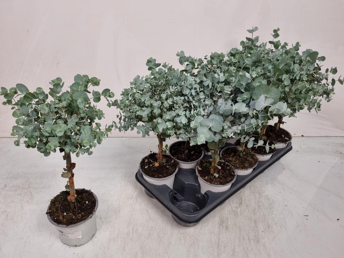 <h4>EUCAL CINEREA</h4>