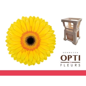 Gerbera Apollo Water