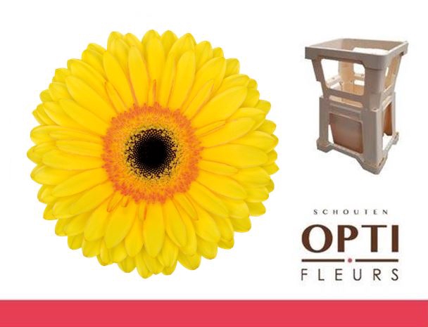 <h4>Gerbera Apollo Water</h4>