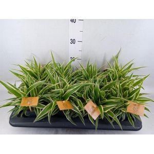 Chlorophytum com. 'Ocean'