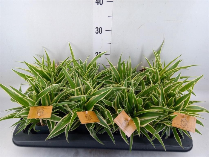 <h4>Chlorophytum com. 'Ocean'</h4>