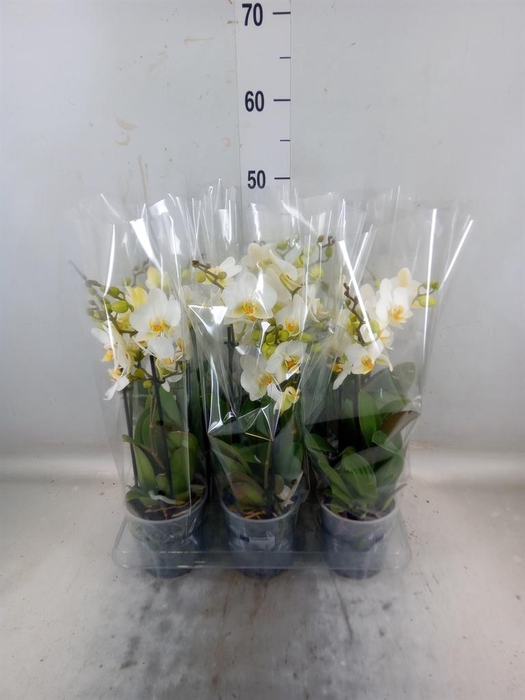 <h4>Phalaenopsis multi. 'Ant Lausanne'</h4>