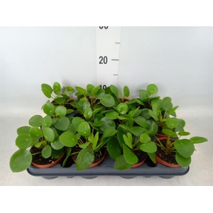 Pilea peperomioides