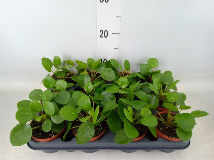 <h4>Pilea peperomioides</h4>