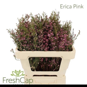 ERICA CORIFOLIA