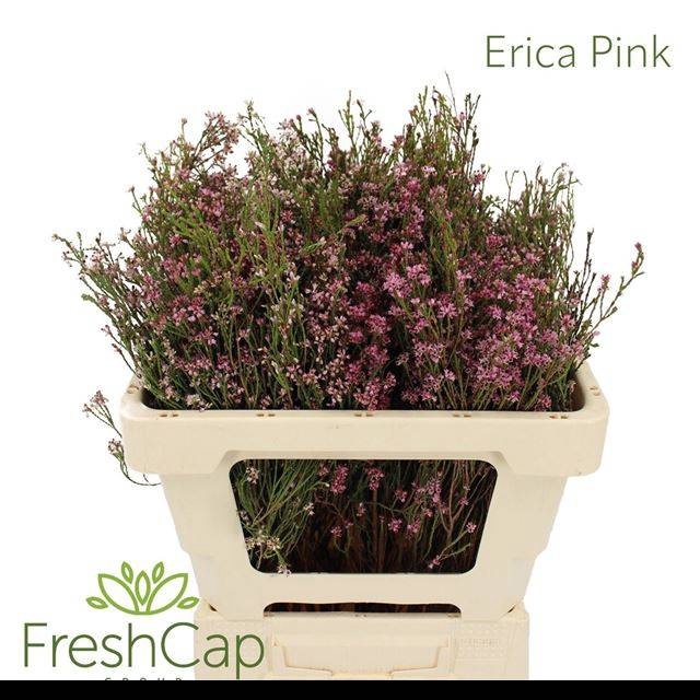 <h4>ERICA CORIFOLIA</h4>