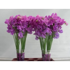 Lathyrus Sunshine Mauve