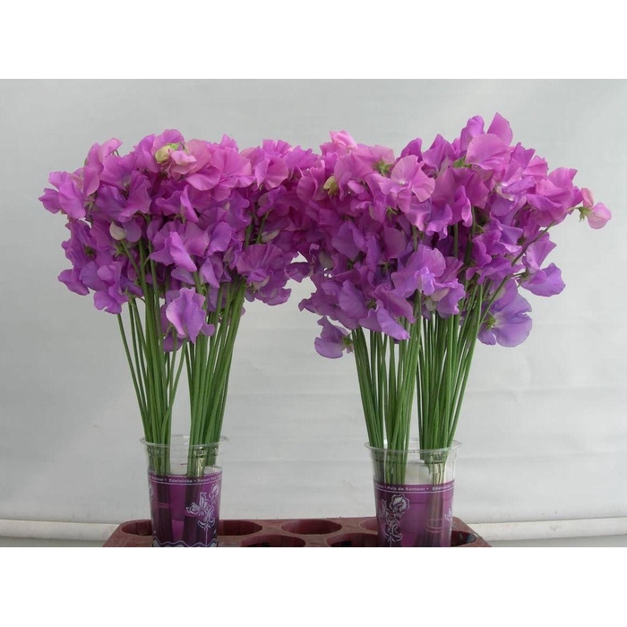 <h4>Lathyr Wi Suns Mauve</h4>