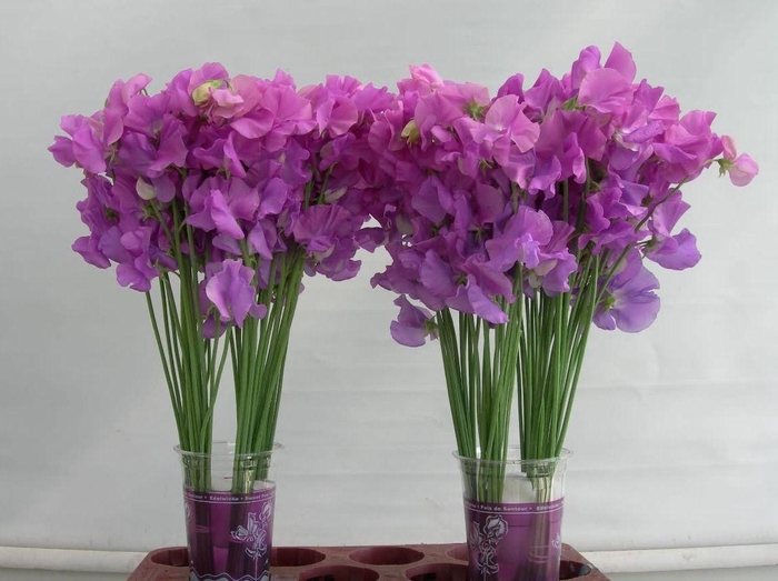 <h4>Lathyrus Sunshine Mauve</h4>