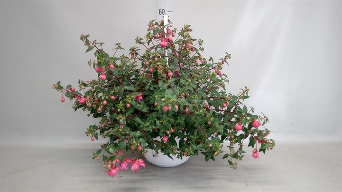 <h4>Fuchsia ...</h4>