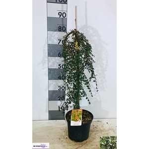 COTON S CORAL BEAUTY stock