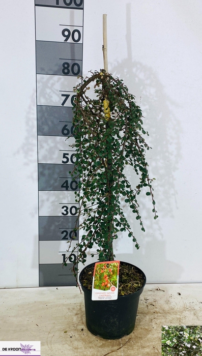 <h4>COTON S CORAL BEAUTY stock</h4>