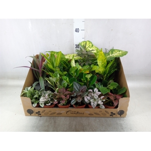 Planten Groen   ...mix 24